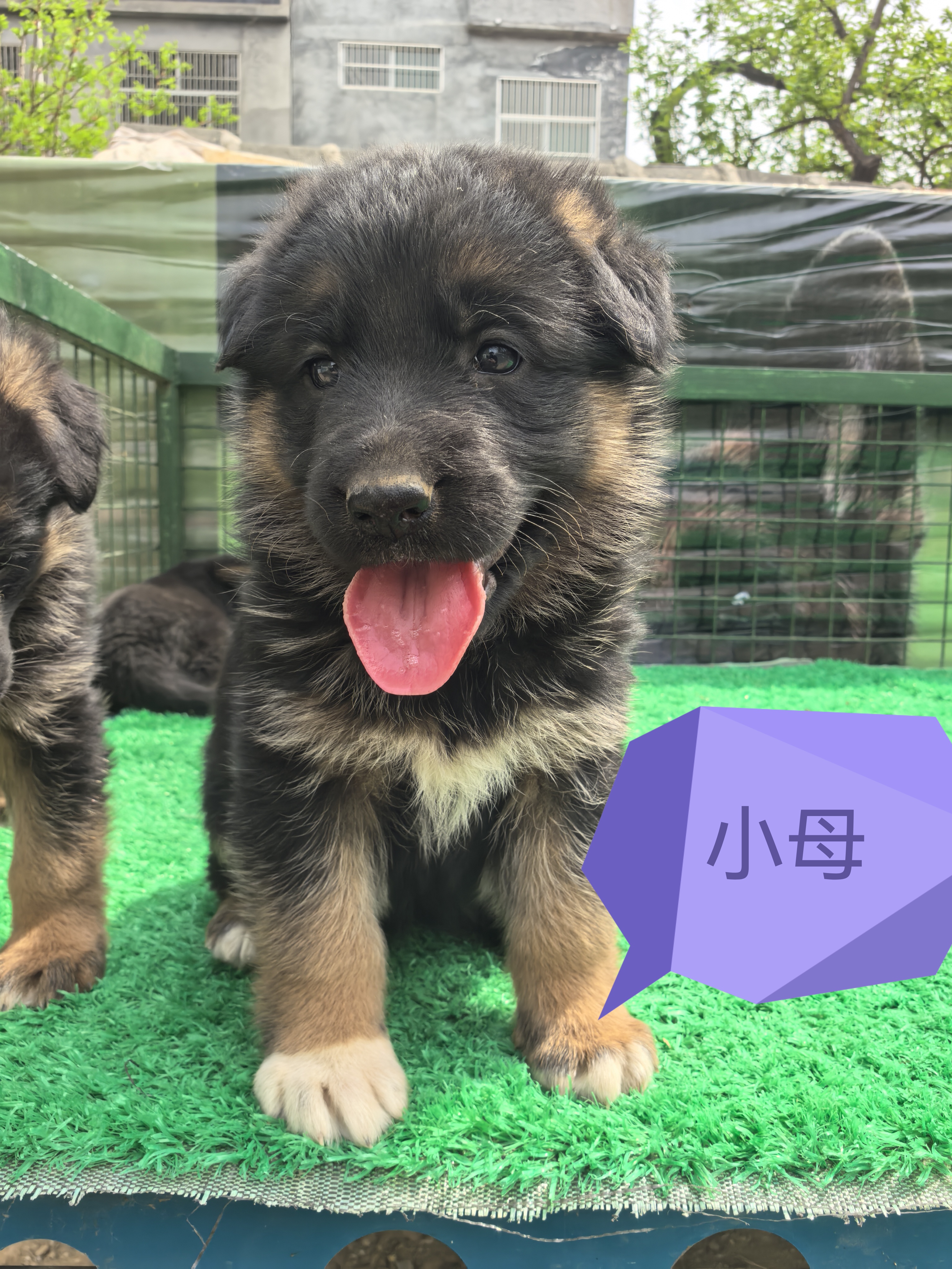 德国牧羊犬